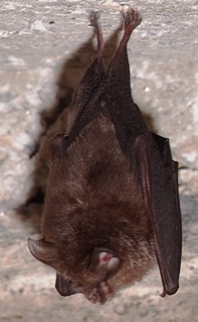 Crownhill Fort bat walk   tickets now available