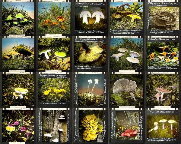 New Artist Opportunity from Exeter’s Royal Albert Memorial Museum and Art Gallery